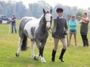 Image 166 in IPSWICH HORSE SOCIETY SPRING SHOW. 22  APRIL 2019