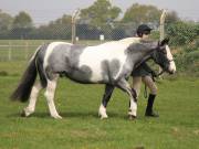 Image 167 in IPSWICH HORSE SOCIETY SPRING SHOW. 22  APRIL 2019