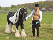 Image 168 in IPSWICH HORSE SOCIETY SPRING SHOW. 22  APRIL 2019