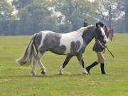 Image 171 in IPSWICH HORSE SOCIETY SPRING SHOW. 22 APRIL 2019
