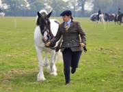 Image 172 in IPSWICH HORSE SOCIETY SPRING SHOW. 22  APRIL 2019