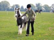 Image 173 in IPSWICH HORSE SOCIETY SPRING SHOW. 22  APRIL 2019