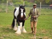 Image 174 in IPSWICH HORSE SOCIETY SPRING SHOW. 22 APRIL 2019