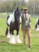 Image 175 in IPSWICH HORSE SOCIETY SPRING SHOW. 22 APRIL 2019