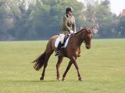 Image 176 in IPSWICH HORSE SOCIETY SPRING SHOW. 22  APRIL 2019