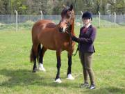 Image 178 in IPSWICH HORSE SOCIETY SPRING SHOW. 22 APRIL 2019