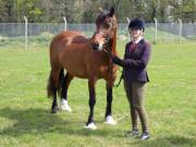 Image 178 in IPSWICH HORSE SOCIETY SPRING SHOW. 22  APRIL 2019