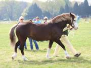 Image 181 in IPSWICH HORSE SOCIETY SPRING SHOW. 22 APRIL 2019