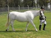 Image 185 in IPSWICH HORSE SOCIETY SPRING SHOW. 22 APRIL 2019