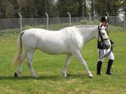 Image 185 in IPSWICH HORSE SOCIETY SPRING SHOW. 22  APRIL 2019