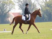 Image 187 in IPSWICH HORSE SOCIETY SPRING SHOW. 22  APRIL 2019