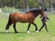 Image 189 in IPSWICH HORSE SOCIETY SPRING SHOW. 22  APRIL 2019