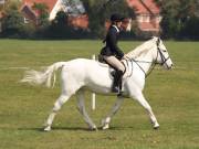 Image 194 in IPSWICH HORSE SOCIETY SPRING SHOW. 22 APRIL 2019