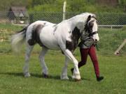 Image 196 in IPSWICH HORSE SOCIETY SPRING SHOW. 22 APRIL 2019