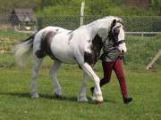 Image 196 in IPSWICH HORSE SOCIETY SPRING SHOW. 22  APRIL 2019