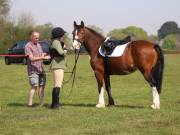 Image 198 in IPSWICH HORSE SOCIETY SPRING SHOW. 22 APRIL 2019