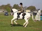 Image 20 in IPSWICH HORSE SOCIETY SPRING SHOW. 22 APRIL 2019