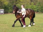 Image 201 in IPSWICH HORSE SOCIETY SPRING SHOW. 22 APRIL 2019