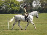 Image 202 in IPSWICH HORSE SOCIETY SPRING SHOW. 22  APRIL 2019