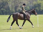Image 203 in IPSWICH HORSE SOCIETY SPRING SHOW. 22 APRIL 2019
