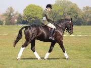 Image 204 in IPSWICH HORSE SOCIETY SPRING SHOW. 22 APRIL 2019