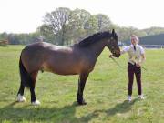 Image 207 in IPSWICH HORSE SOCIETY SPRING SHOW. 22  APRIL 2019