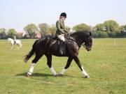 Image 211 in IPSWICH HORSE SOCIETY SPRING SHOW. 22 APRIL 2019