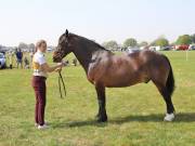 Image 212 in IPSWICH HORSE SOCIETY SPRING SHOW. 22  APRIL 2019