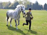 Image 213 in IPSWICH HORSE SOCIETY SPRING SHOW. 22 APRIL 2019