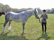 Image 216 in IPSWICH HORSE SOCIETY SPRING SHOW. 22 APRIL 2019