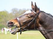 Image 217 in IPSWICH HORSE SOCIETY SPRING SHOW. 22  APRIL 2019