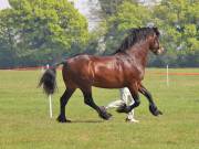Image 218 in IPSWICH HORSE SOCIETY SPRING SHOW. 22 APRIL 2019