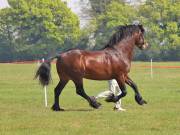 Image 218 in IPSWICH HORSE SOCIETY SPRING SHOW. 22  APRIL 2019