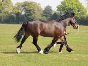 Image 219 in IPSWICH HORSE SOCIETY SPRING SHOW. 22 APRIL 2019