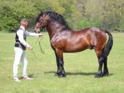 Image 220 in IPSWICH HORSE SOCIETY SPRING SHOW. 22 APRIL 2019