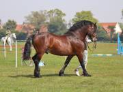 Image 222 in IPSWICH HORSE SOCIETY SPRING SHOW. 22 APRIL 2019