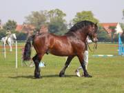 Image 222 in IPSWICH HORSE SOCIETY SPRING SHOW. 22  APRIL 2019