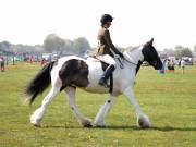 Image 224 in IPSWICH HORSE SOCIETY SPRING SHOW. 22 APRIL 2019