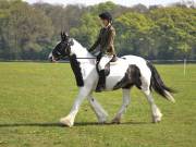 Image 225 in IPSWICH HORSE SOCIETY SPRING SHOW. 22 APRIL 2019