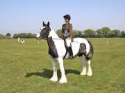 Image 231 in IPSWICH HORSE SOCIETY SPRING SHOW. 22 APRIL 2019