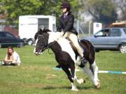 Image 241 in IPSWICH HORSE SOCIETY SPRING SHOW. 22  APRIL 2019