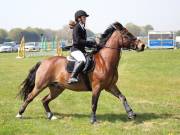 Image 245 in IPSWICH HORSE SOCIETY SPRING SHOW. 22  APRIL 2019