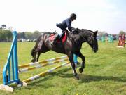 Image 252 in IPSWICH HORSE SOCIETY SPRING SHOW. 22  APRIL 2019