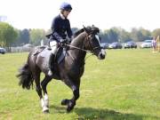 Image 260 in IPSWICH HORSE SOCIETY SPRING SHOW. 22 APRIL 2019