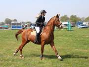 Image 266 in IPSWICH HORSE SOCIETY SPRING SHOW. 22 APRIL 2019