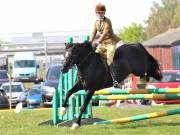 Image 268 in IPSWICH HORSE SOCIETY SPRING SHOW. 22 APRIL 2019
