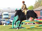 Image 268 in IPSWICH HORSE SOCIETY SPRING SHOW. 22  APRIL 2019