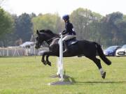 Image 270 in IPSWICH HORSE SOCIETY SPRING SHOW. 22 APRIL 2019