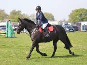 Image 274 in IPSWICH HORSE SOCIETY SPRING SHOW. 22  APRIL 2019