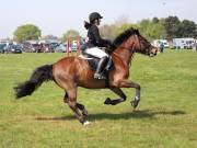 Image 275 in IPSWICH HORSE SOCIETY SPRING SHOW. 22 APRIL 2019